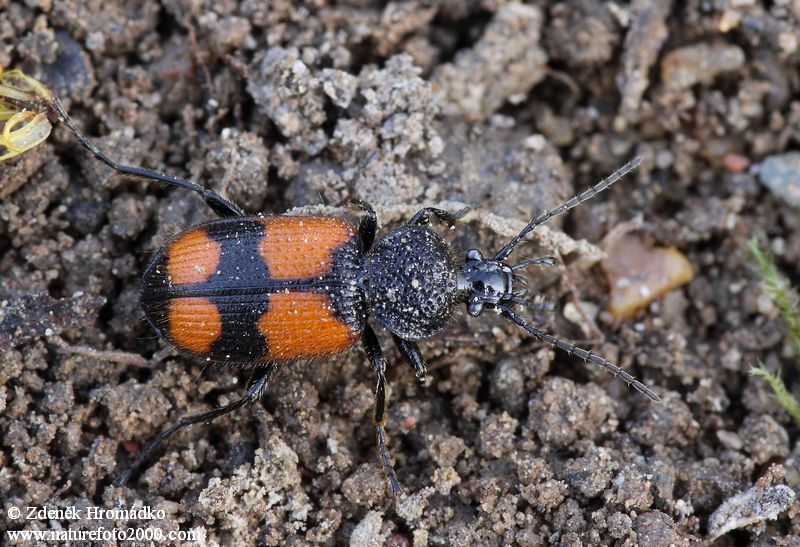 střevlíček, Panagaeus bipustulatus, Carabidae (Brouci, Coleoptera)